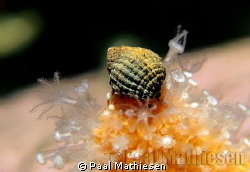 A very small hermit crab on a dead man's fingers by Paal Mathiesen 